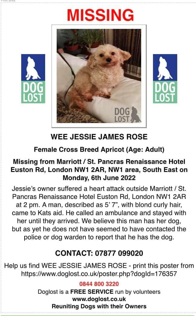 Dog lost when owner fell ill at #stpancras. Please retweet to find her.

#lostdog
#london
#jessiejamesrose