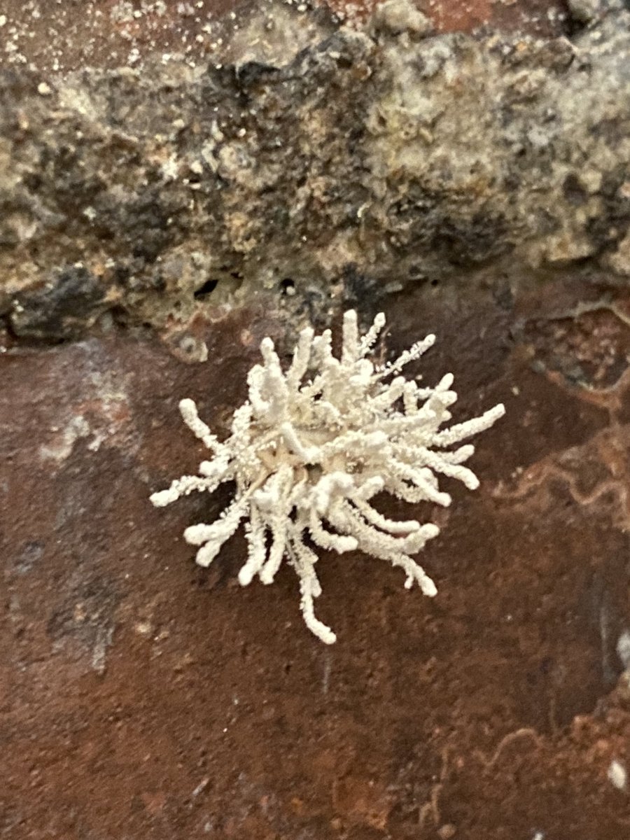 MeganMcCubbin's tweet photo. Fancy helping @BBCSpringwatch and the scientists name a new species to science? Such a cool fungus the parasitises cave spiders in an old gun shed at @WWTCastleEspie 🕷💚 Fill in the gap…. Gibellula (——-)
#springwatchfungus https://t.co/5EBHpuajIv