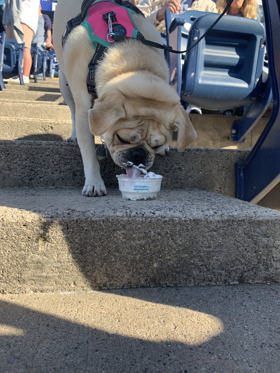Pup cup <a href="/wmwhitecaps/">West Michigan Whitecaps</a> Baseball and Dogs!