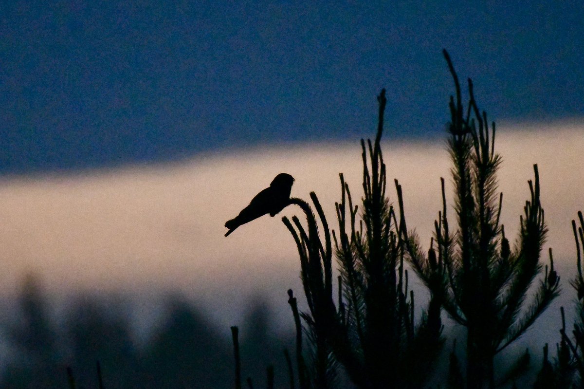 Mark_A_Eaton's tweet photo. Is it a good year for Nightjars? Ten churring males at one site this evening @NTBirdClub https://t.co/r7sb455ttD