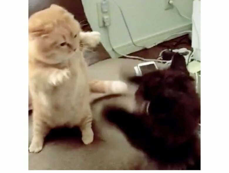 お互いダメージゼロ 短足猫2匹の届かない 高速ねこパンチ バトルがかわいい 結末を飼い主に聞いた Twitter