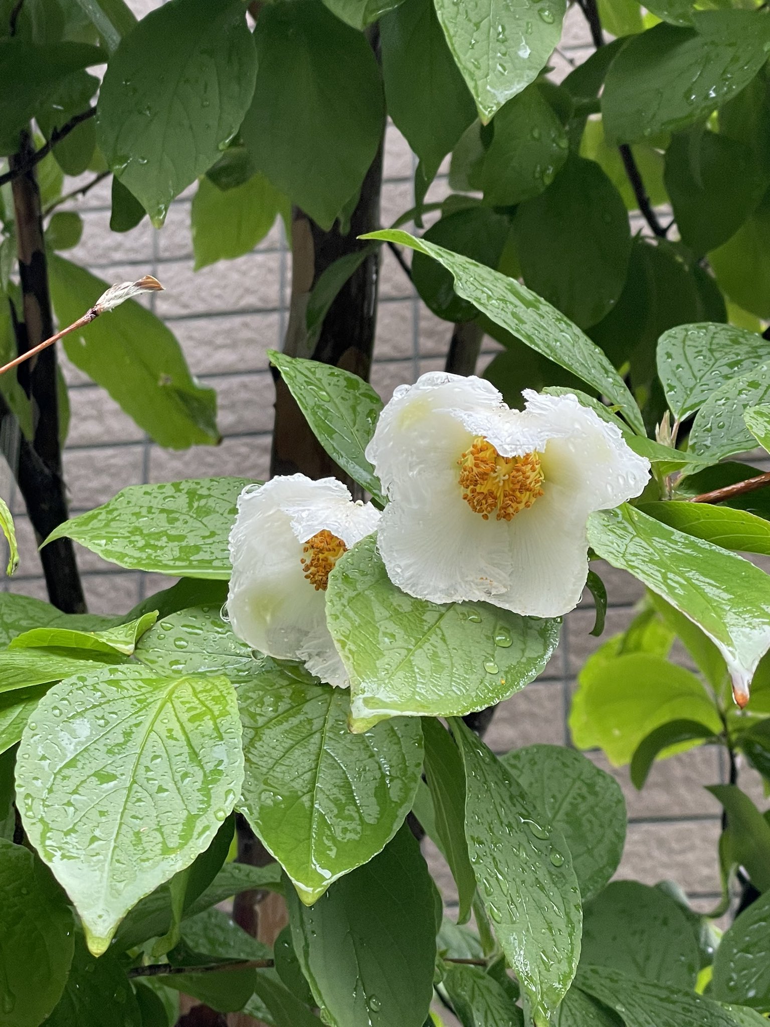 草鞋無意志 ナツツバキ シャラ 今年も綺麗な花を咲かせてくれました T Co 5in3jb7rp3 Twitter