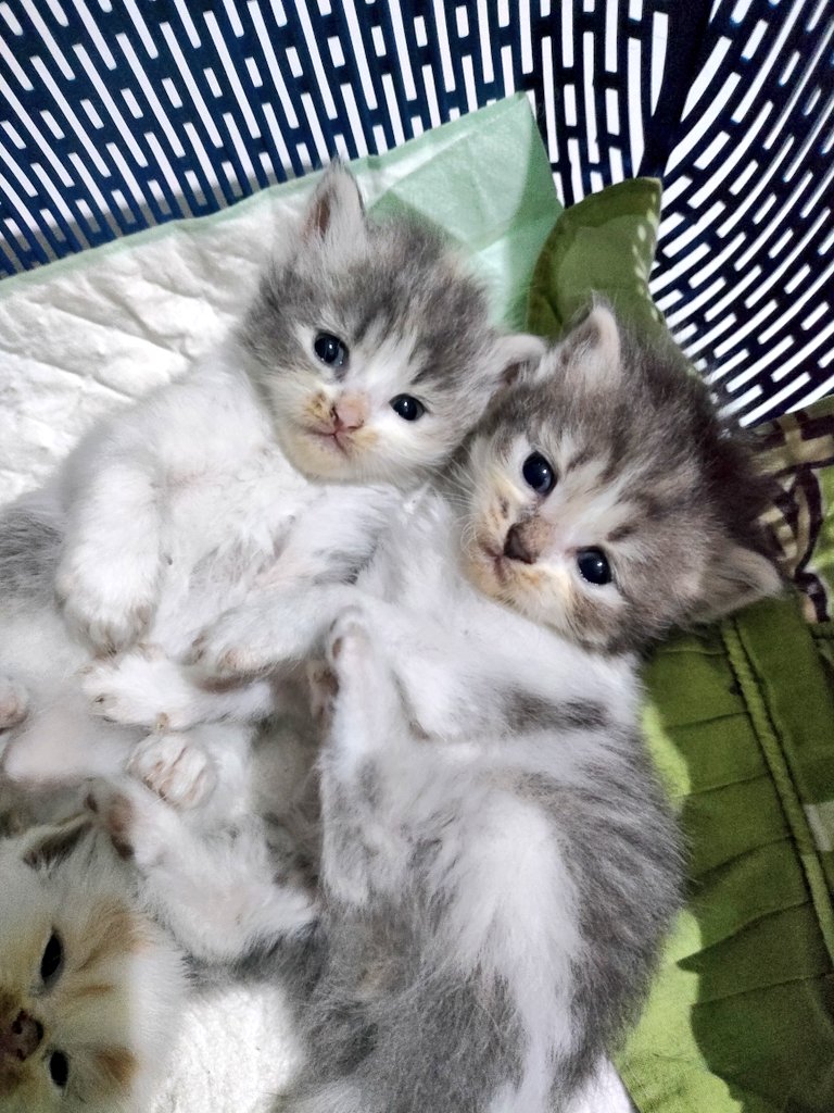 kochengfs's tweet photo. 🐈 keciduk lagi berduaan🤭 https://t.co/00AJPYvyX6
