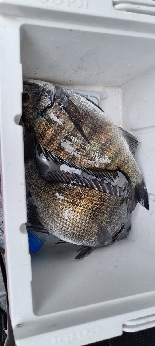 몬내미가 물회먹고싶데서
짬낚..

1시간 조황

먹을만큼만~~