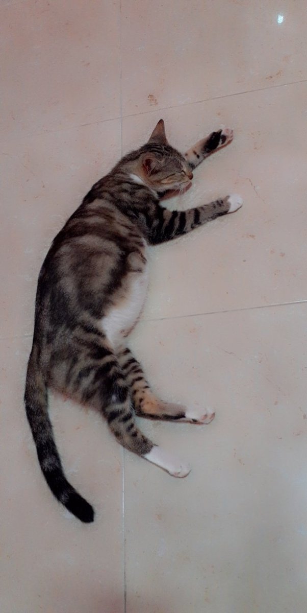 twinny_slimas's tweet photo. My sleeping beauty😊 she's pregnant!♡ https://t.co/aeZixM0gHK