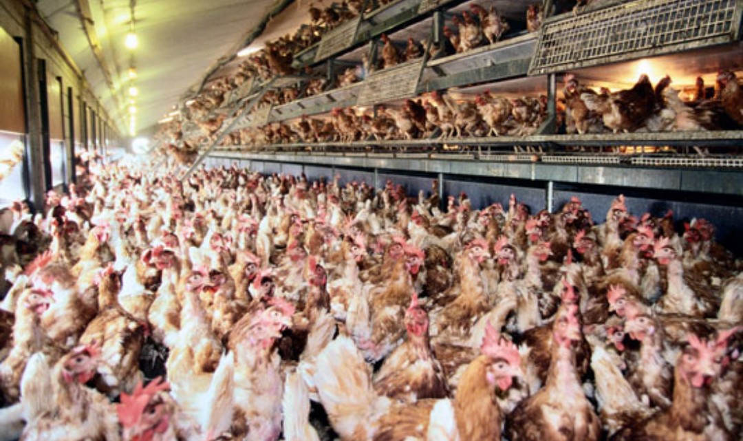 tonytheauthor's tweet photo. 'FREE RANGE!'
People often buy 'free range' eggs believing they are doing the right thing, but what you see is not always what you get.
These are 'free range hens' in Israel and, sadly, 'free range' conditions like these are often replicated worldwide. 

This is not freedom! https://t.co/ysHqRUVXvQ