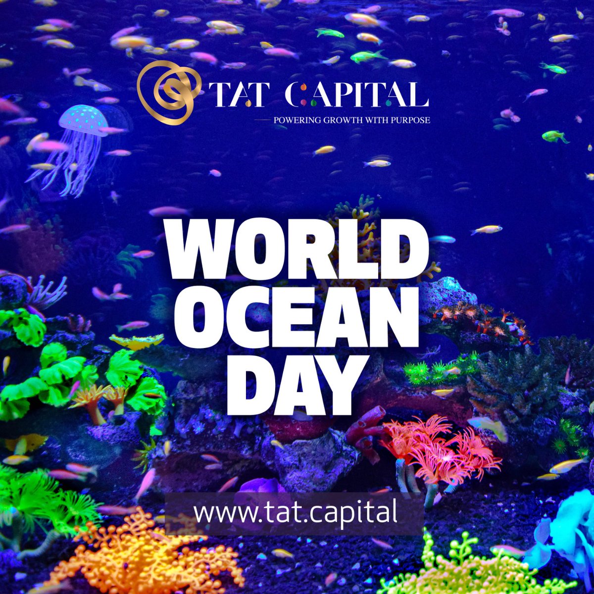 Tat Capital tweet media