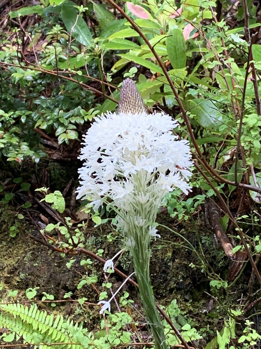 OutdoorsOregon's tweet photo. Hiking today in the mountains around Florence. The weather wasn’t beautiful, but the flowers were showing off. https://t.co/akNyzlfssV