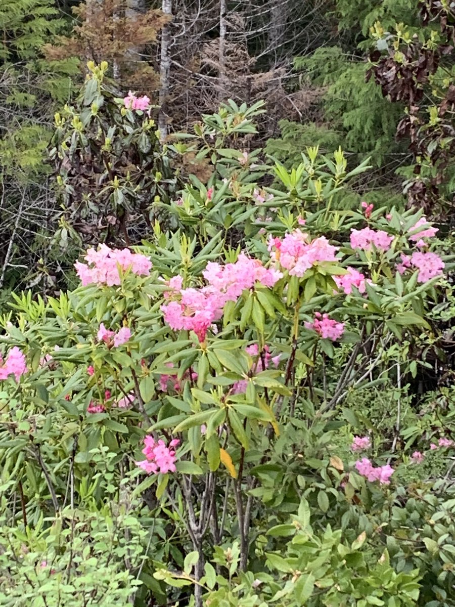 OutdoorsOregon's tweet photo. Hiking today in the mountains around Florence. The weather wasn’t beautiful, but the flowers were showing off. https://t.co/akNyzlfssV