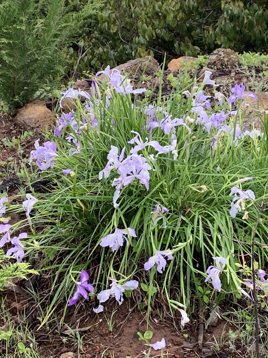 OutdoorsOregon's tweet photo. Hiking today in the mountains around Florence. The weather wasn’t beautiful, but the flowers were showing off. https://t.co/akNyzlfssV