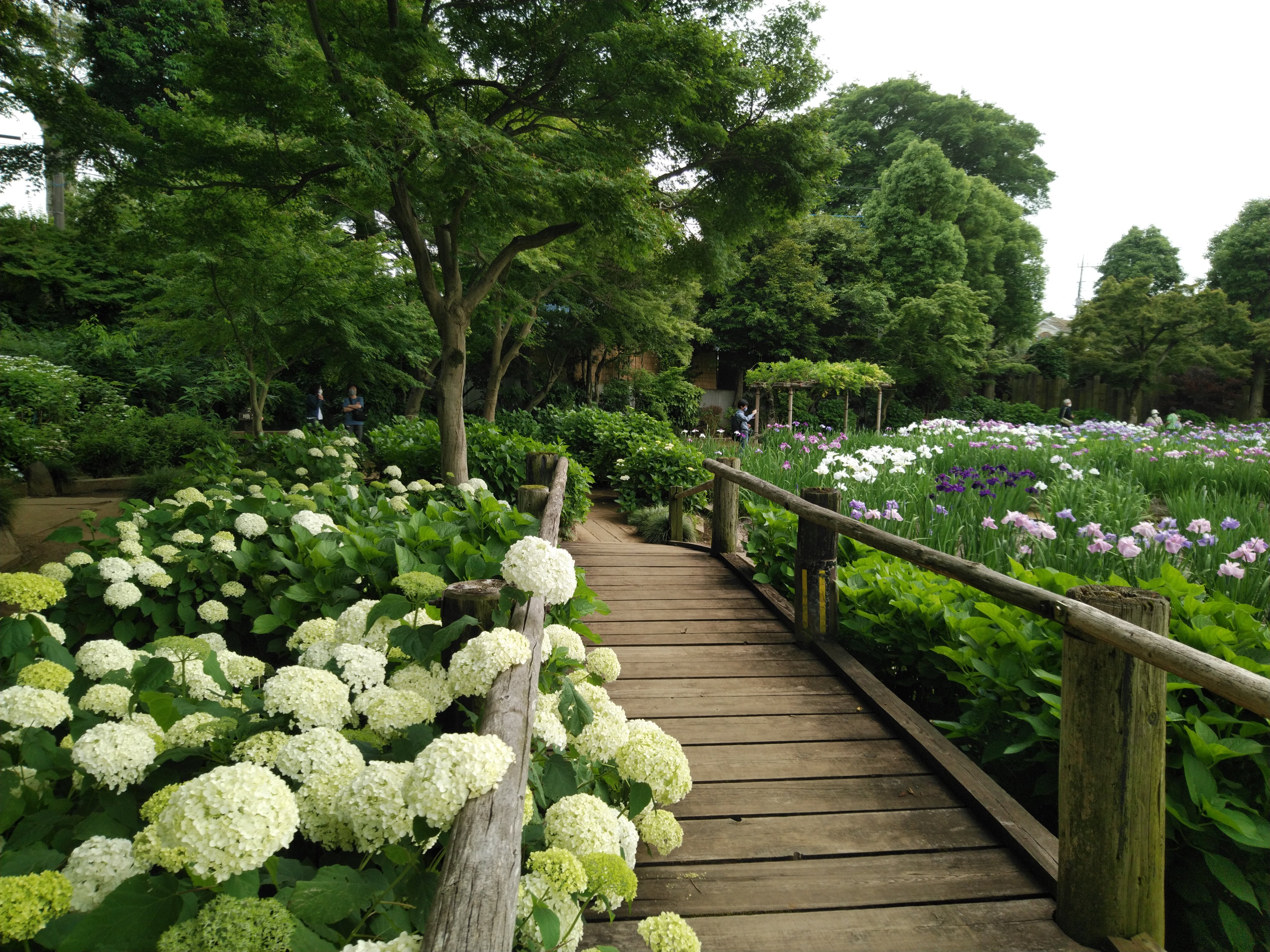 埼玉バーチャル観光大使 毎年6月のシーズン1ケ月だけ開園する染谷花しょうぶ園の ハナショウブ が見ごろを迎えますわ 画像は昨年の様子です ハナショウブもアジサイも両方楽しめるなんて素敵ですわね T Co L3zhffxpli T Co