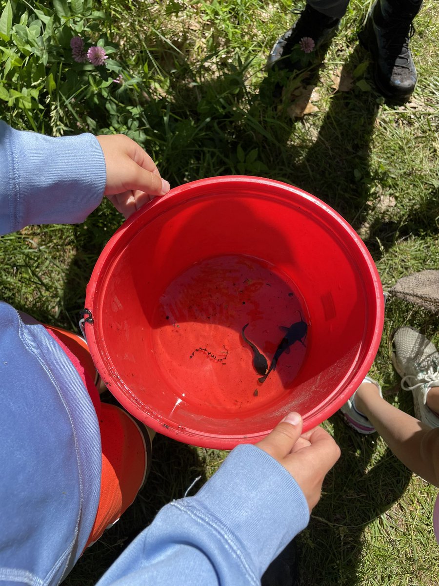 Big Backyard Program (@bbylexma) on Twitter photo Harrington’s grade 3 classes had a fun day at the Old Res. Lots of frogs seemed especially fond of Mr.Dever’s net!
#bbylexma <a href="/LexK5science/">karen mccarthy</a> <a href="/lexingtonsuper/">Dr. Julie Hackett</a> <a href="/MrDever3/">Shaun Dever</a> Harrington’s grade 3 classes had a fun day at the Old Res. Lots of frogs seemed especially fond of Mr.Dever’s net!
#bbylexma <a href="/LexK5science/">karen mccarthy</a> <a href="/lexingtonsuper/">Dr. Julie Hackett</a> <a href="/MrDever3/">Shaun Dever</a>