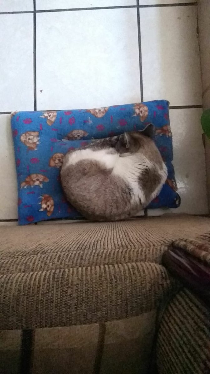 angieGuzmanR's tweet photo. @Adri_TerrazasF Yo siempre que veo a Mabel durmiendo toda la tarde 🥰 https://t.co/UVYwGqPQh7