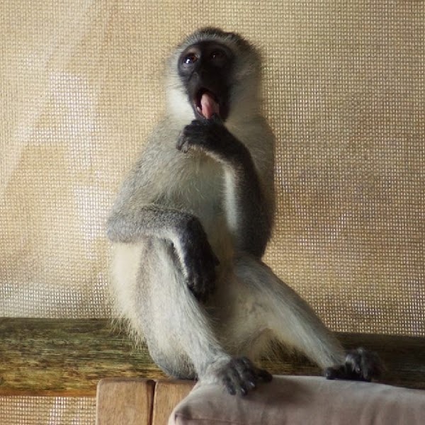 FreedomDeployer's tweet photo. #FreedomMonkey #0005 listed for 0.045 ETH. Follow and see the tens of #FreedomMonkeys that will be listed in the next few days. Buy one or two, thank yourself as floor goes up and we start giving back. https://t.co/qi3ziJOXpg #NFTs #NFTCommunity #nftcollector #photoNFTs #nft https://t.co/iNBviRLWDd