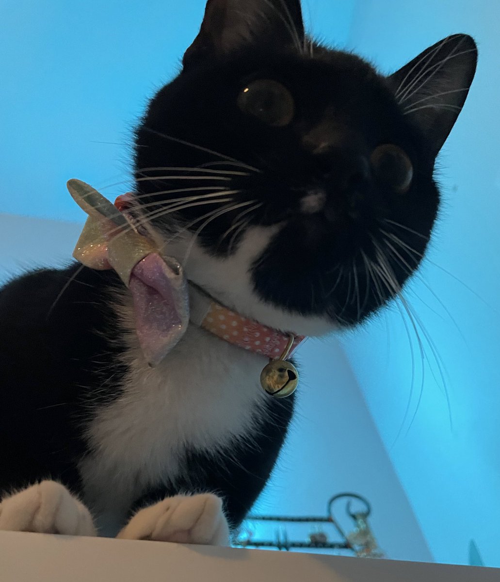 Ello #CatsOfTwitter #CatsOnTwitter