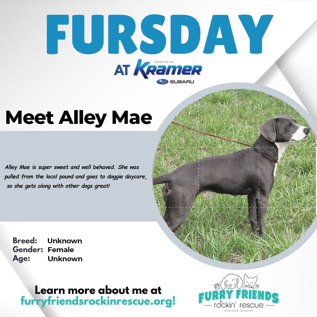 KramerAutomoti2's tweet image. 🐾 IT'S ALMOST FURSDAY! 🐾
Come visit us at our sister store, #KramerSubaru and meet Alley Mae from @furryfriendsrockinrescue! 

Come out and see us. 
📍700 Old Red Trail
 Mandan, ND 58554
☎️ (701) 490-8874
🖥️ kramerchevrolet.com
#FurryFriends #KramerFamily #MandanND #Fursday