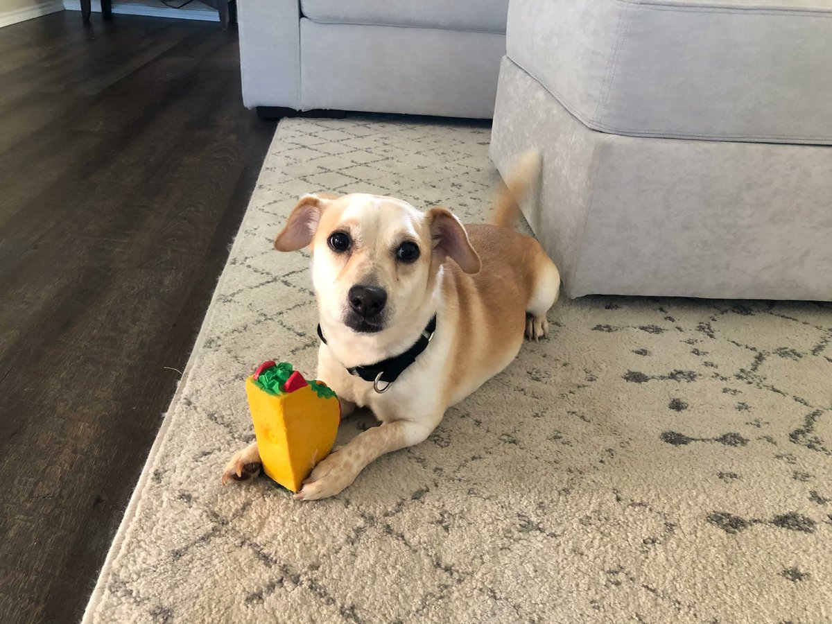 DallasPetsAlive's tweet photo. Emergency pet situations like Lollipop's can be common & costs add up quick! Our friends at #GoodCharlie, a new energy company offering TX pet owners great life saving resources, are here to help!🎉
Learn more about Good Charlie & the benefits they offer: https://t.co/MAeKOVXgEB https://t.co/RppQsWRLYf
