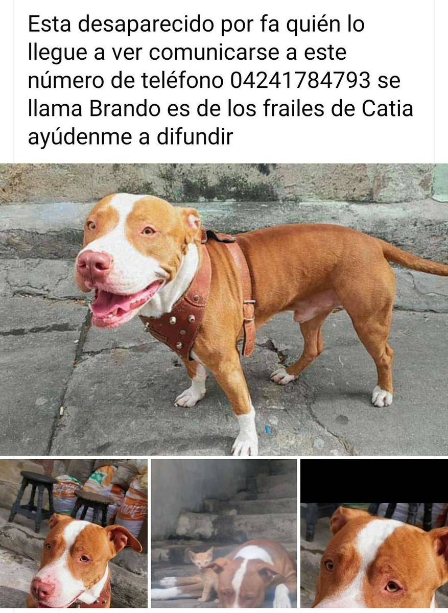 PerroUsuario's tweet photo. Su familia lo busca, Catia CARACAS https://t.co/Wmrqrmu9sV