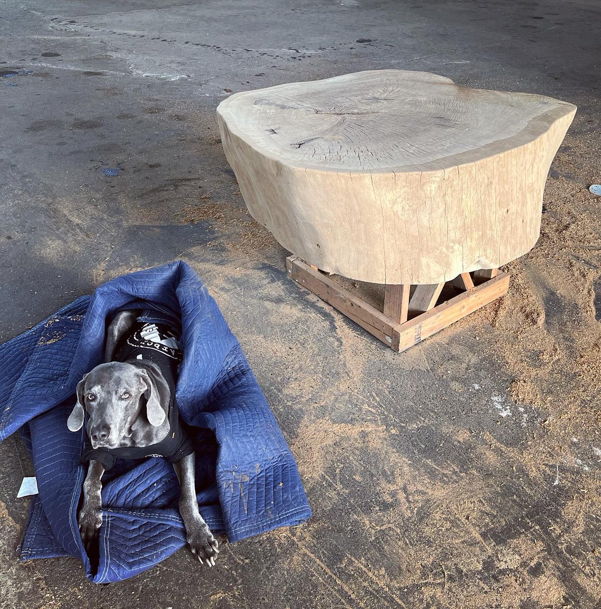 ArborUpcycle's tweet photo. Oak chunk coffee table w/ supervisor. ✨  (Supervisor not included 😉)

#wood #oak #mill #furniture #coffeetable  #california #sanfrancisco #arborupcycle https://t.co/12yUDTjAzE