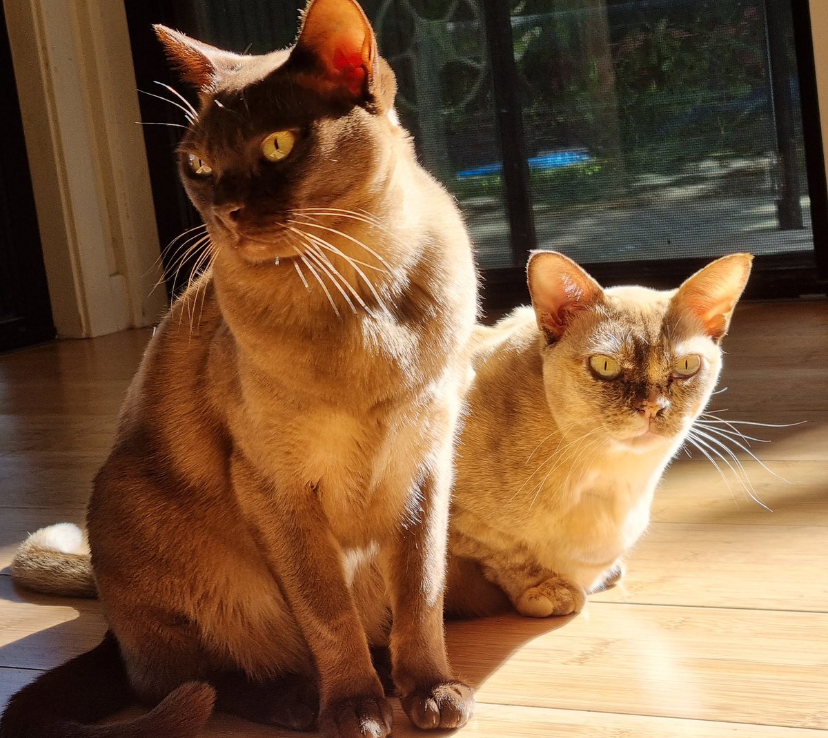 Happy Whiskers Wednesday!