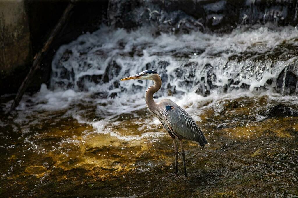 Nabbed this guy today during an assignment. Great Blue Heron. So beautiful! instagr.am/p/CehgGK_sAl8/