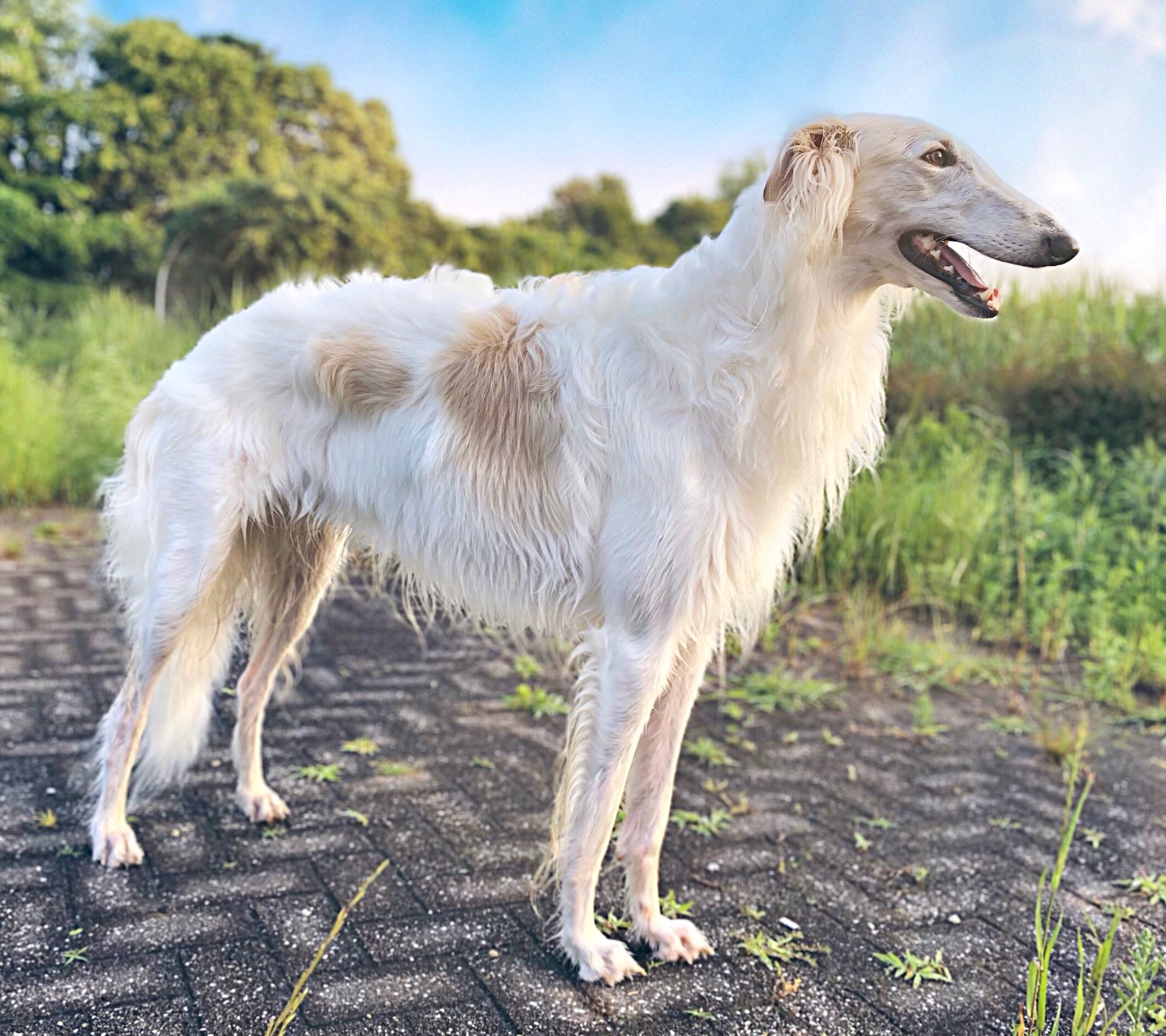 アマテラス ボルゾイ Amateras Borzoi Twitter