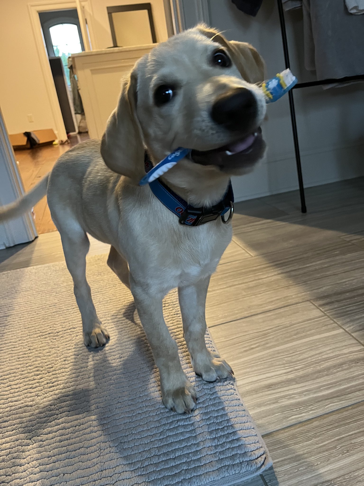 Juice Kiffin on Twitter "Don’t to brush your canines https//t