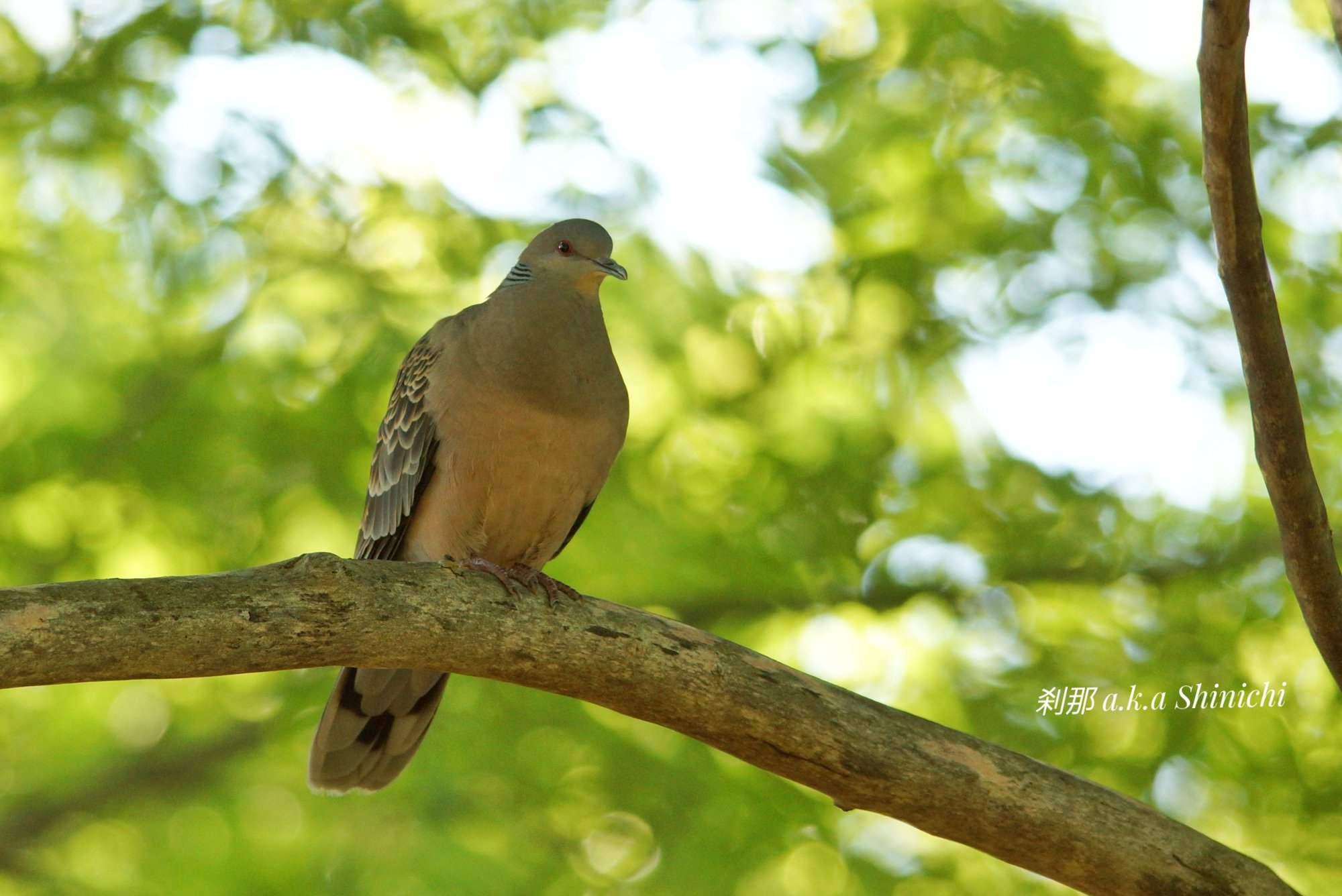 山鳩 Twitter Search Twitter
