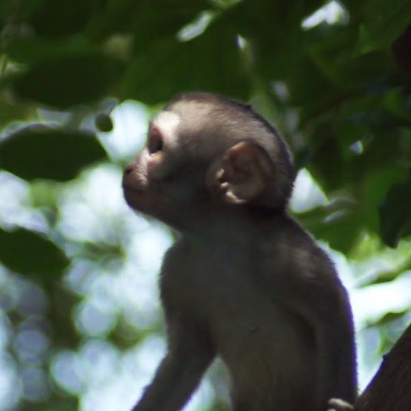 FreedomDeployer's tweet photo. #FreedomMonkey #0007 listed for 0.05 ETH. More #FreedomMonkeys will be listed in the next few days. https://t.co/qi3ziJOXpg #NFTs #NFTCommunity #nftcollector #photoNFTs #NFTdegen https://t.co/DtxteIgEtw