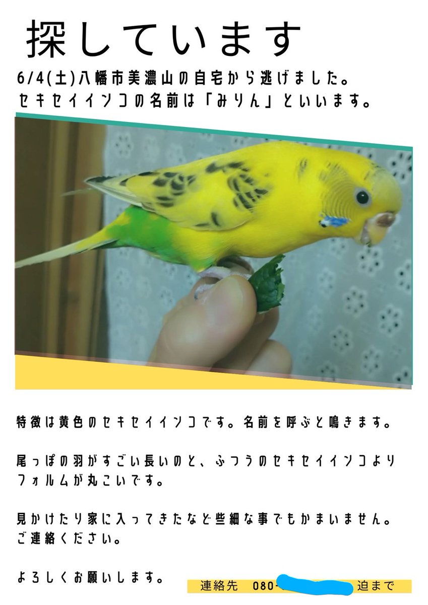 インコっこ Mi Co Pi Chan Twitter インコっこ Mi Co Pi Chan Twitter