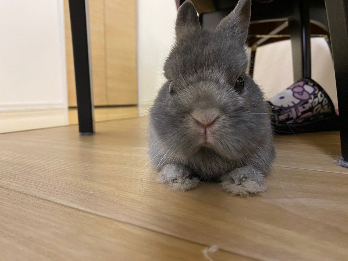 kTKK02EHVkKHWiT's tweet photo. グータラりんうめ🐰 https://t.co/3Il6z39MGq