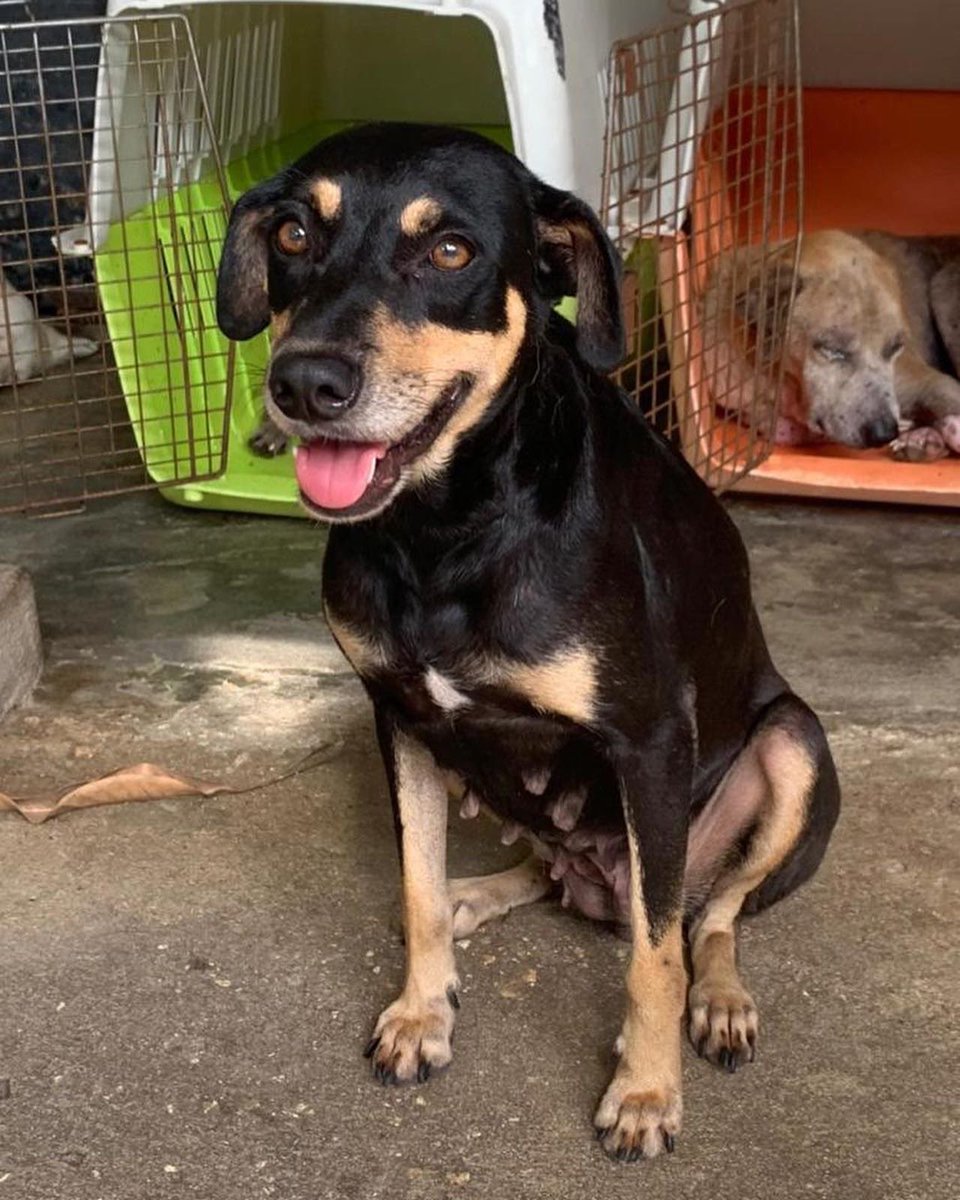 natbarrios21's tweet photo. Hola!! Necesitamos ayuda urgentee la persona que la rescato ya no la puede tener mas en el vet porque no da con las cuentas y ahora mismo nosotras tampoco podemos asumir su guarderia. Estamos buscando un hogar responsable URGENTE porque ella NO PUEDE VOLVER A LA CALLE!! https://t.co/at9HFRgwkP