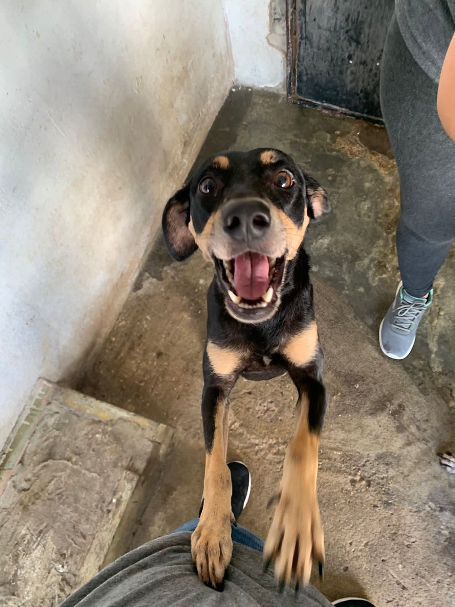natbarrios21's tweet photo. Brie es hermosa, super cariñosa, se lleva bien con perritos y gatitos y merece MUCHO!🥺💖 Ayuden con un RT de verdad es urgente ella NO puede regresar a la calle🥺 Esta en barranquilla pero puede viajar PORFAAA💔💔💔 https://t.co/aLNx5kncn0