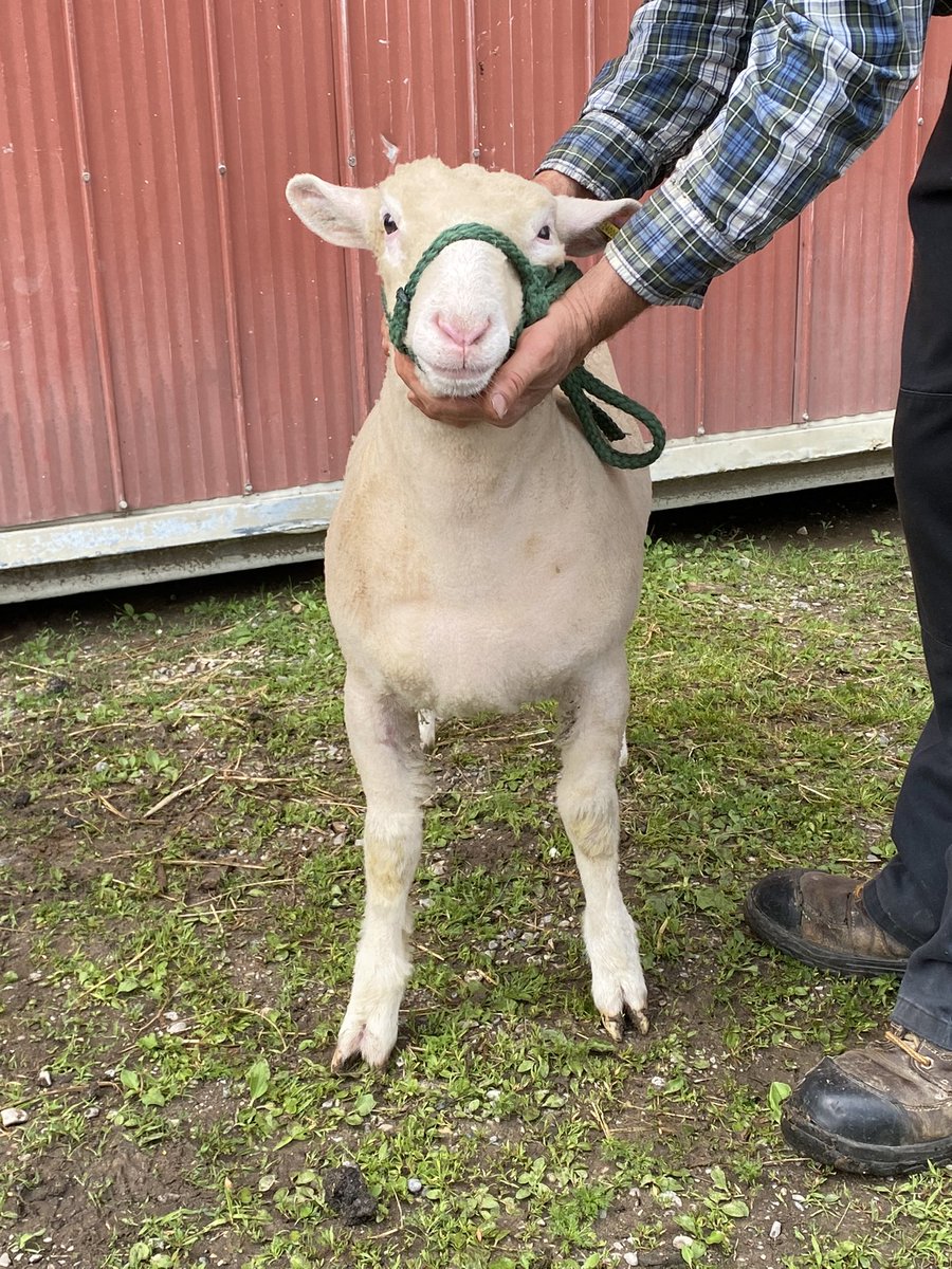 Ben Burtwistle (@burtwistleben) on Twitter photo Lot 47 in the All Canada Sheep Classic: Burtwistle 37K, Dorset slick shorn spring ewe lamb. July 9th, In Ancaster Ontario. Lot 47 in the All Canada Sheep Classic: Burtwistle 37K, Dorset slick shorn spring ewe lamb. July 9th, In Ancaster Ontario.