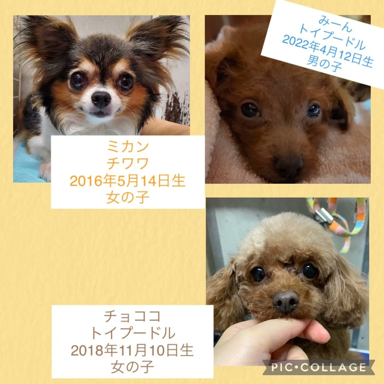 ひい様専用 チワワちゃんとトイプードル Www Vetrepro Fr