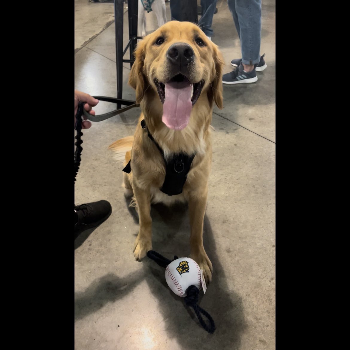 CoachRFreeland's tweet photo. I think Liam is enjoying Bark in the Park night at the @Brewers game!!! #Winwaukee #ThisIsMyCrew https://t.co/mZnxPXREI2