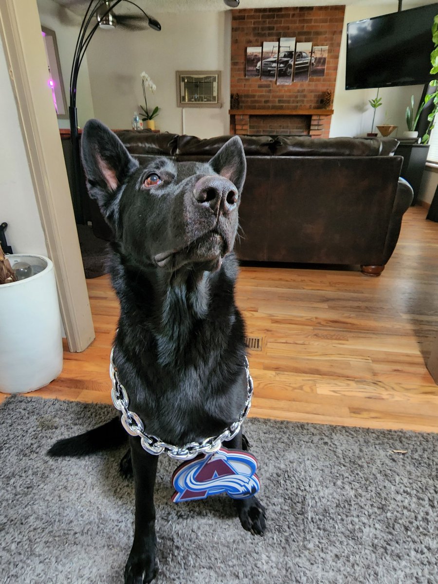 BadLiloCarson's tweet photo. Such an Avs boy. 
We Want The Cup! 🏒 #GoAvsGo #GoAvs #StanleyCup #Avs #Playoffs #NHL #nhlplayoffs #hockey #HockeyTwitter #GermanShepherdtwitter #germanshepherds #gsd #blackgermanshepherd #colorado #5280 https://t.co/iv70kMxylY