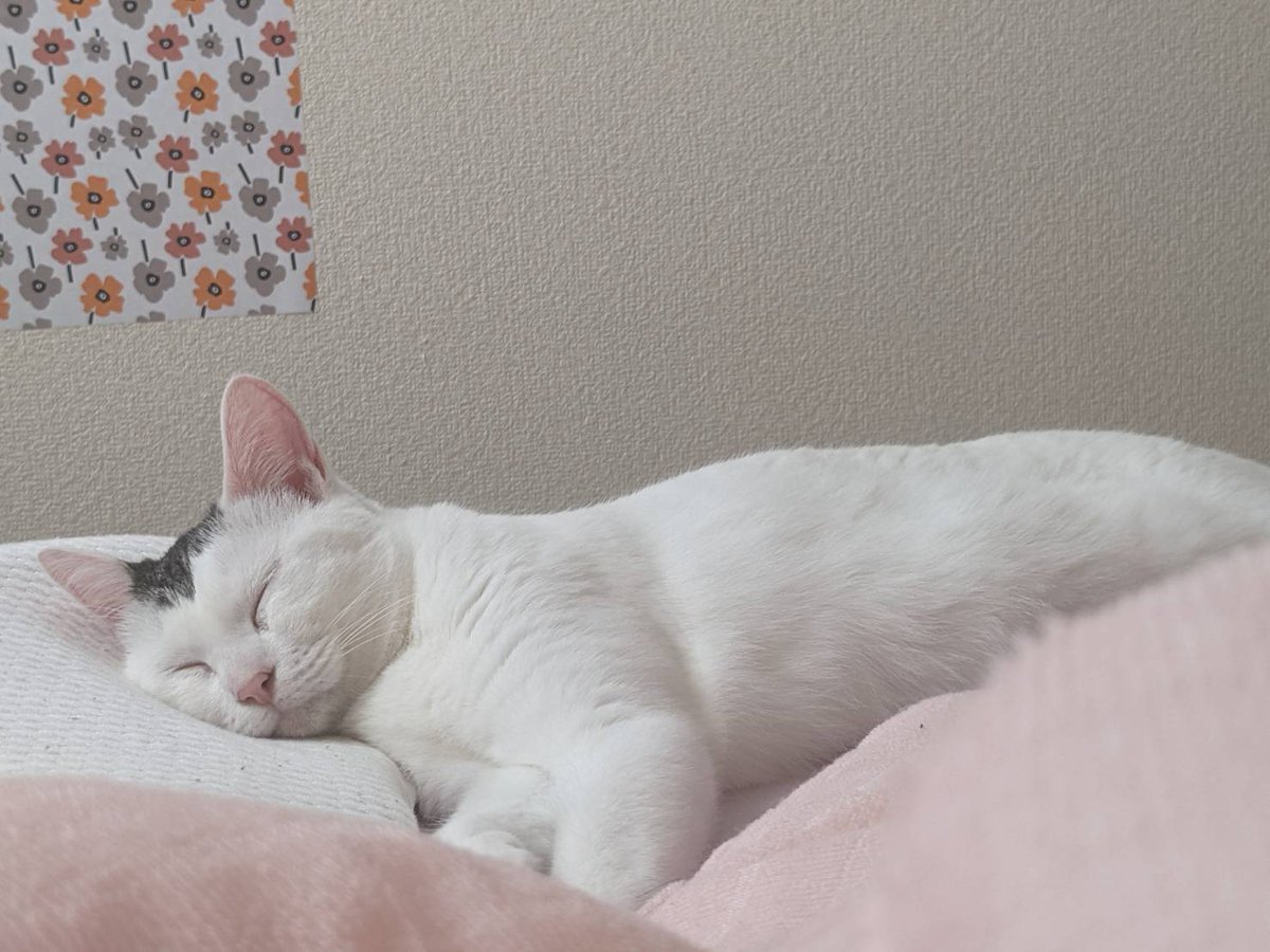 トゥルースリーパーで寝るネコ