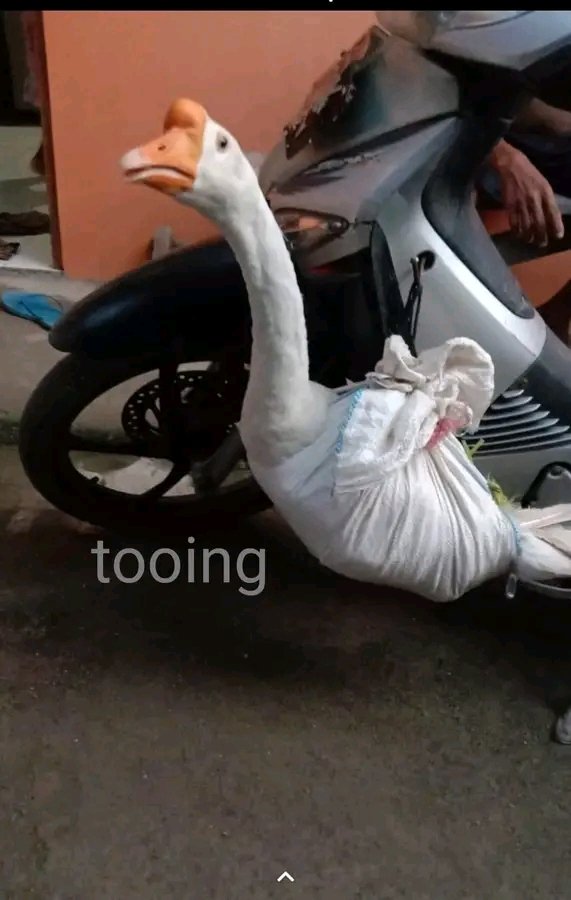 Suckmyducknft's tweet photo. #tooing
#nfts #solana https://t.co/pjAG9rbDci