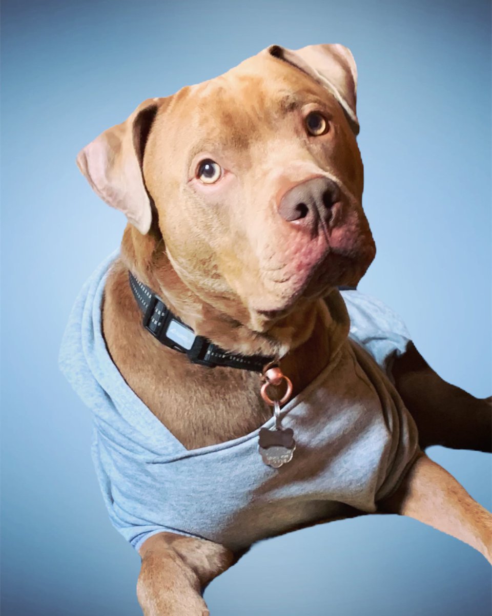 LokiWeiler's tweet photo. The Dog Face 🐾 Save $20 at checkout with code LOKI https://t.co/FIqswbXdHN #portrait #photography #dogmom #dogsoftwitter https://t.co/swyk3DAbSj