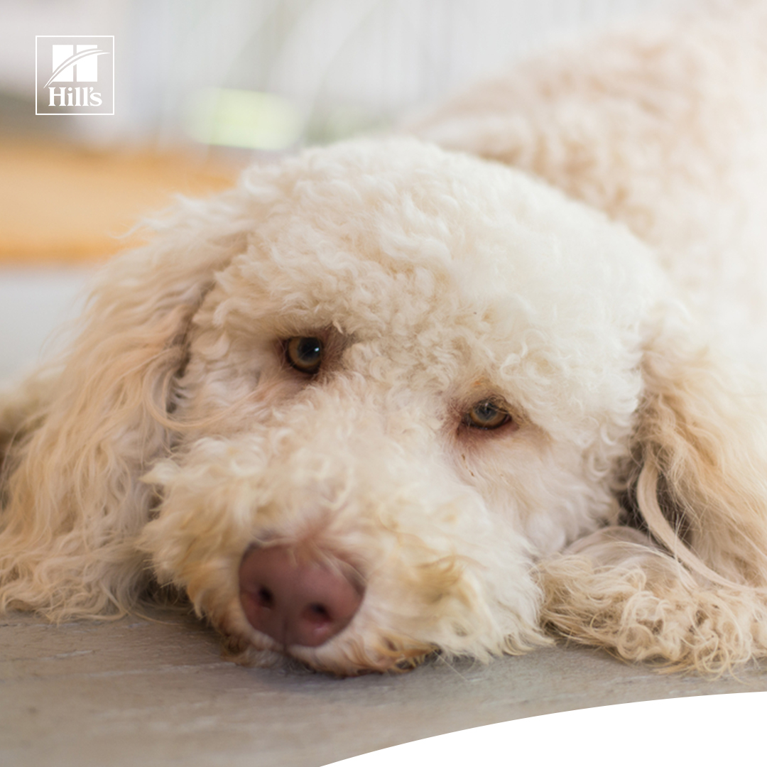 Hill S Pet Japan ワンちゃんにも生理があります ヒート 期間や出血以外の注意点 ワンちゃんの発情期についてご紹介します 詳しくはこちらから T Co Tnqxre6irp ヒルズペット 犬の生理 犬のいる暮らし T Co Ur9wngmdhx