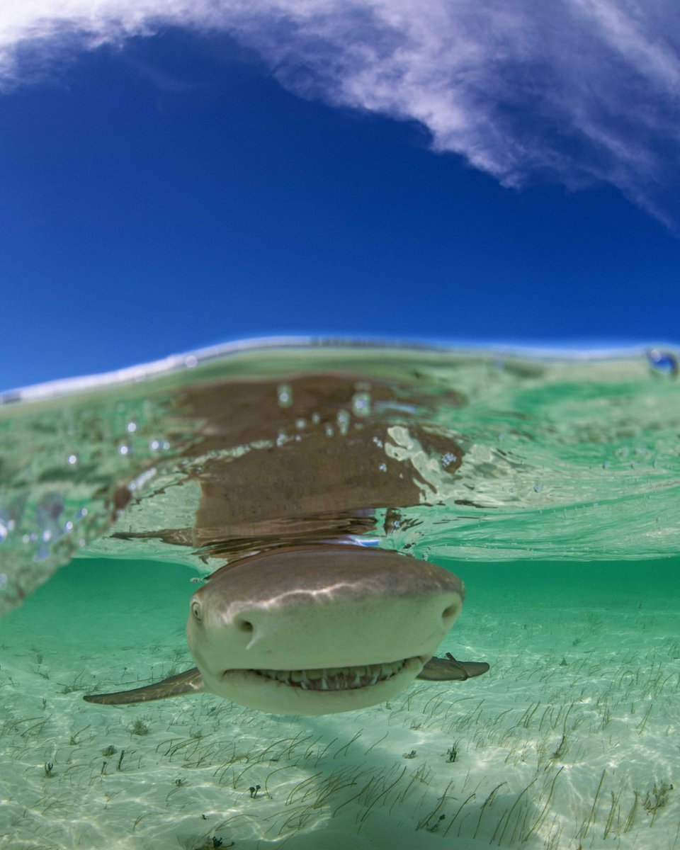 Is #ToothyTuesday a thing? It is now 😋

〰〰〰
📸: @annieguttridge 

#sharks #lemonshark #sharkweek