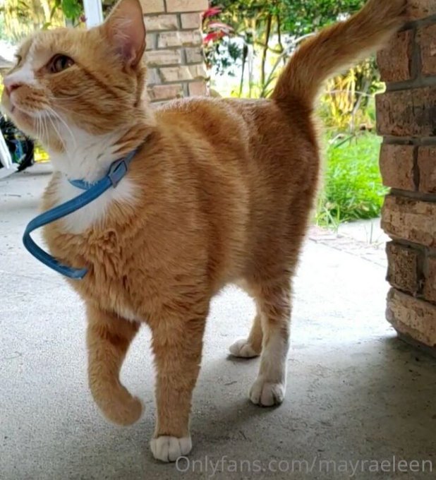 Okay so very much not my normal post but my cat needs to see a vet urgent for a lump that developed suddenly<a href="/tag/mfc"class="tags"><span>#mfc</span></a><a href="/tag/mfcmodel"class="tags"><span>#mfcmodel</span></a><a href="/tag/onmfc"class="tags"><span>#onmfc</span></a>