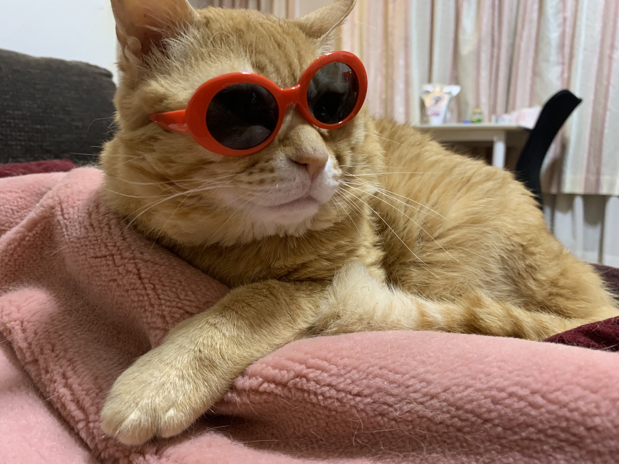サングラス猫 Twitter Search Twitter