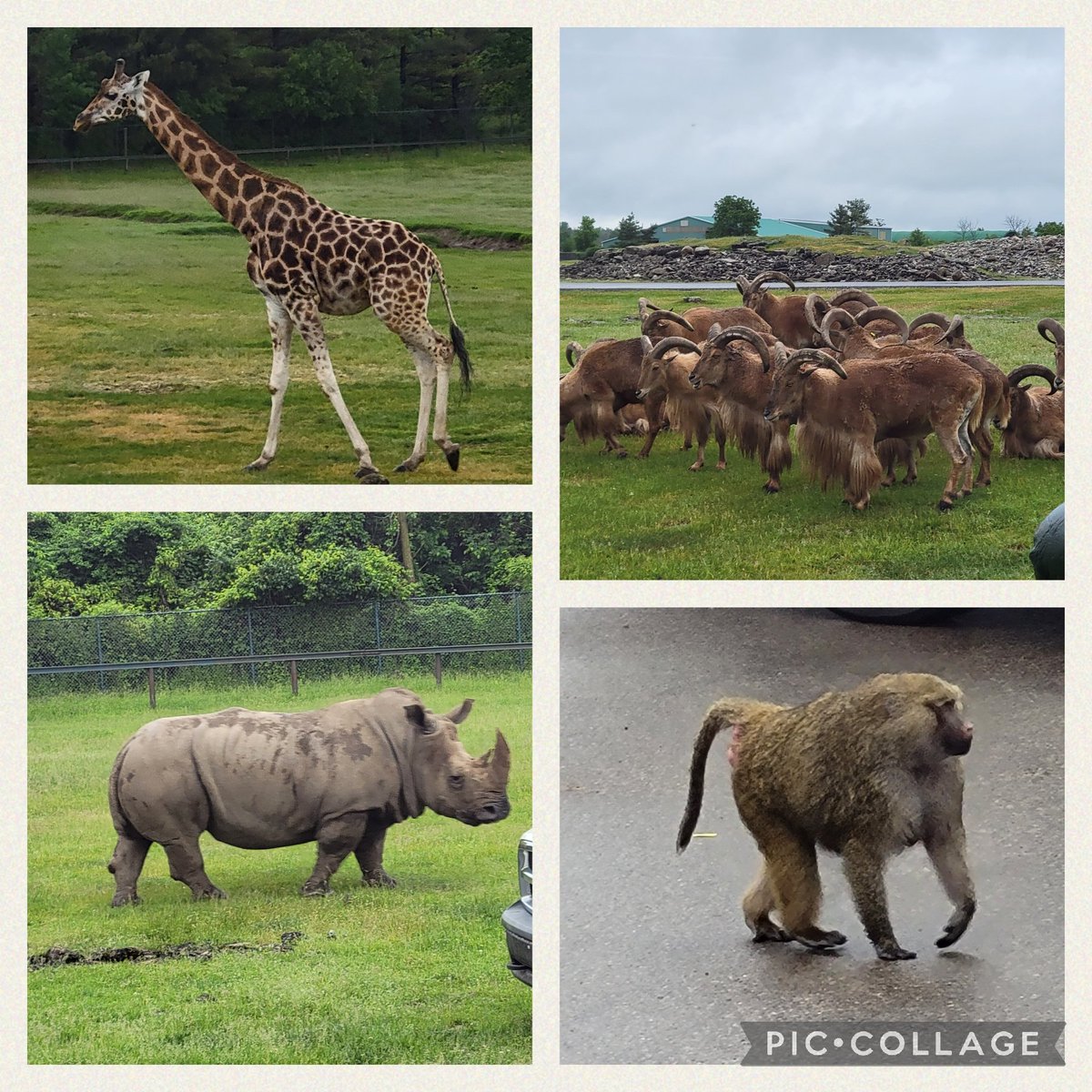 The rain didn't stop us from having an amazing time at #AfricanLionSafari!🦏 <a href="/ADayatStRaphs/">St. Raphael School</a>