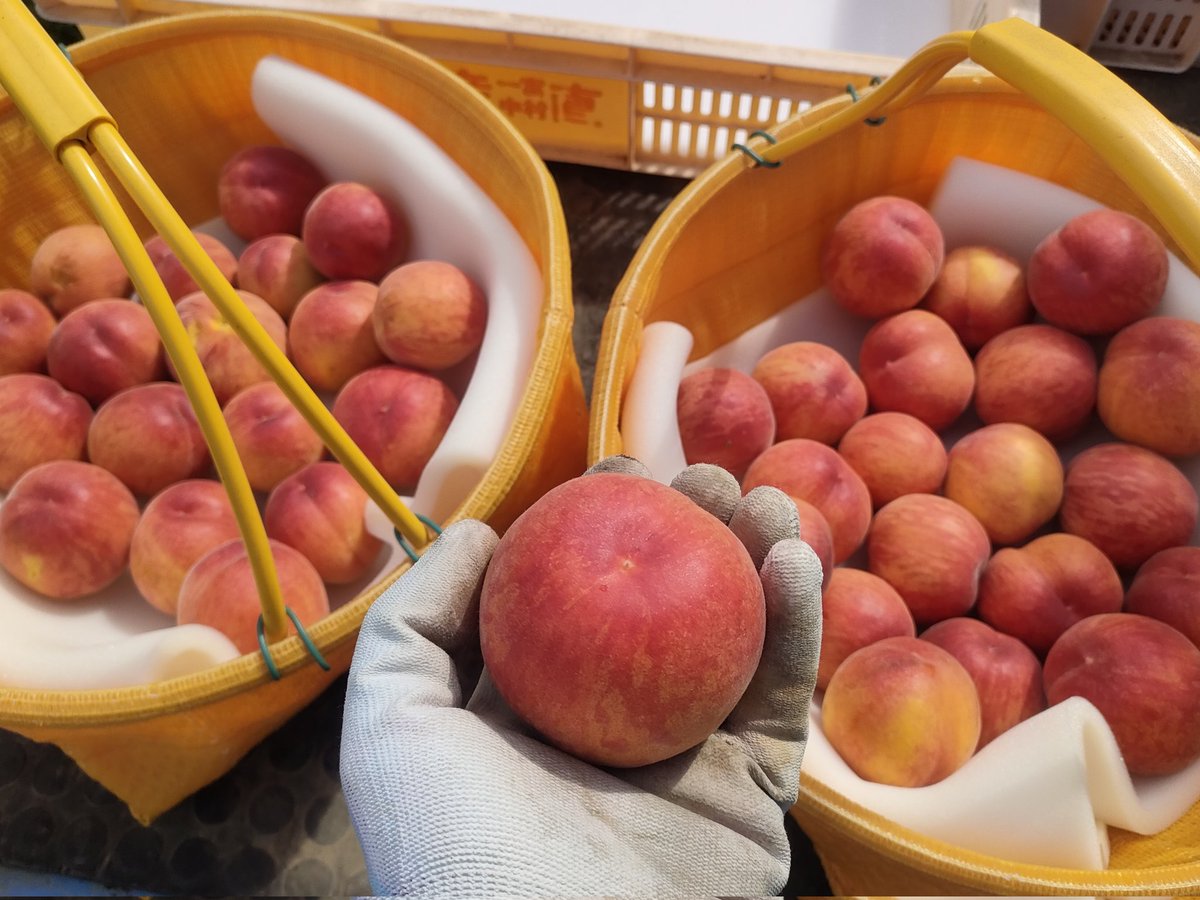 tabegoro_farm's tweet image. ミニ桃まつり🥳

宅配ショップはただいま売り切れ中ですが、収穫した物を見てまだご注文が受けられそうなら、在庫を追加してアナウンスしますね！