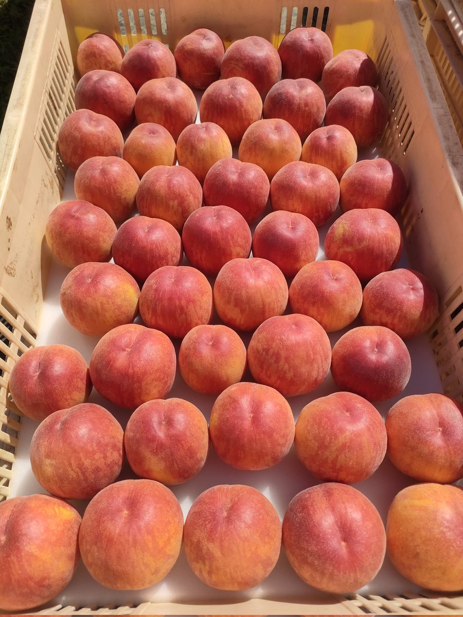 tabegoro_farm's tweet image. ミニ桃まつり🥳

宅配ショップはただいま売り切れ中ですが、収穫した物を見てまだご注文が受けられそうなら、在庫を追加してアナウンスしますね！