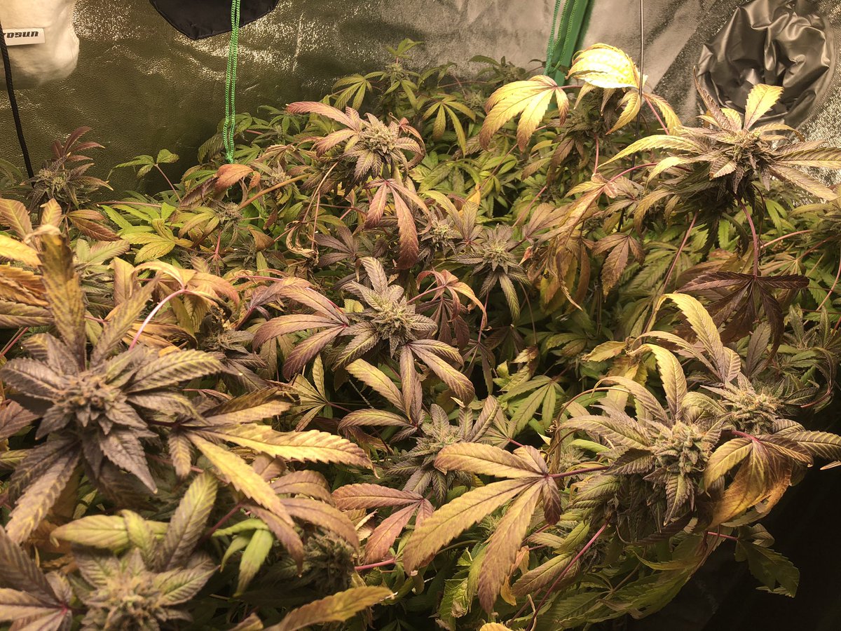 weedlaw tweet media