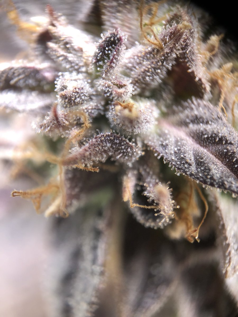 weedlaw tweet media