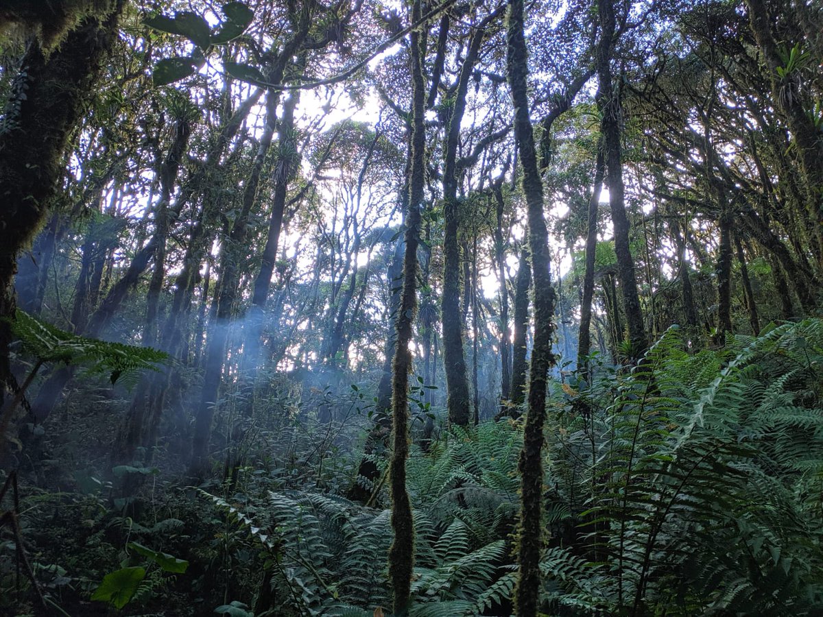 HaciendaGuamag's tweet photo. Expedición al Bosque Protector Hacienda Guamag 🐼🐾🐊🌲🐸🐍🍃
Fotos del #BosqueProtector @HaciendaGuamag compartidas por #FundaciónEcoMinga.
Lo único es conservarlo. Que siga siendo el habitad de la gran variedad de Flora y Fauna........ 
Ahí donde nace el agua.
😊🙂 https://t.co/twBXxSHvUk